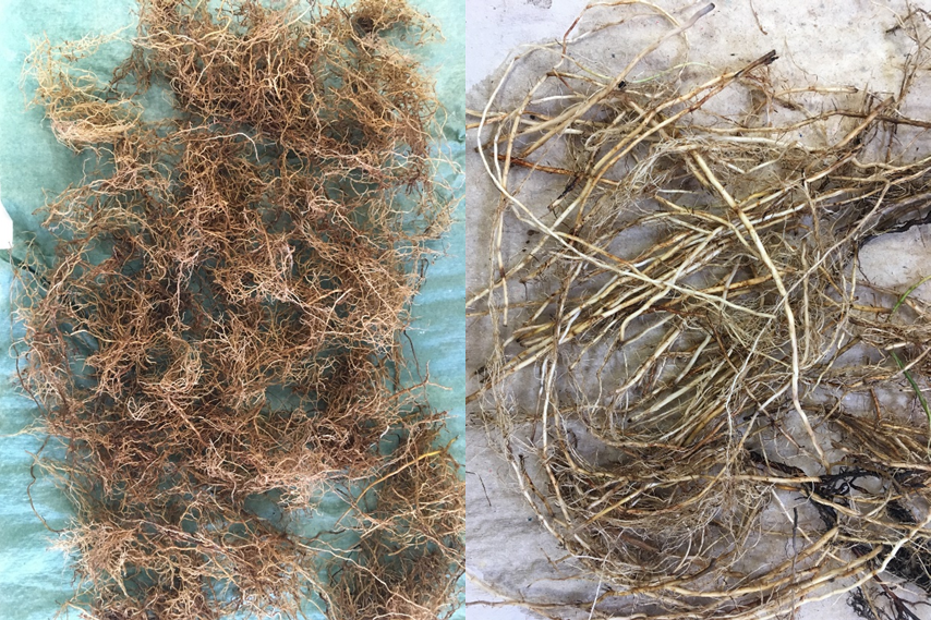 The exciting part of this root sorting. Lots of roots from drained (left) and re-wetted (right) alder carr. Look, how different the roots are in these ecosystems.