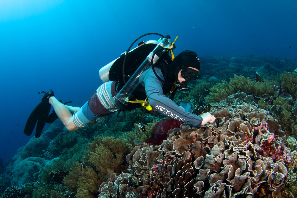 Dr. Fox sampling coral. Photo credit: Brian Zgliczynski
