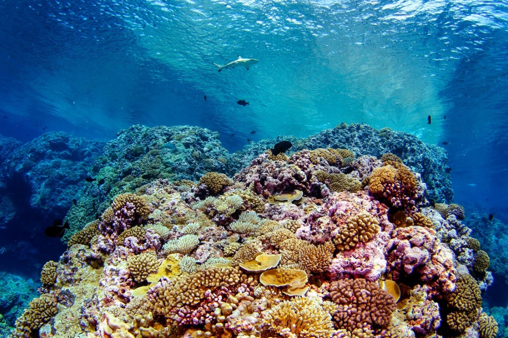 A thriving coral reef in the Line Islands. Photo credit: Brian Zgliczynsk