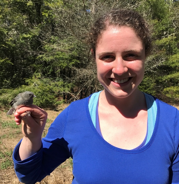 Abby Kimmitt hold a female resident junco at her field site near University of Virginia’s Mountain Lake Biological Station in Pembroke, VA. Photo Credit: Kaitlin Alford.