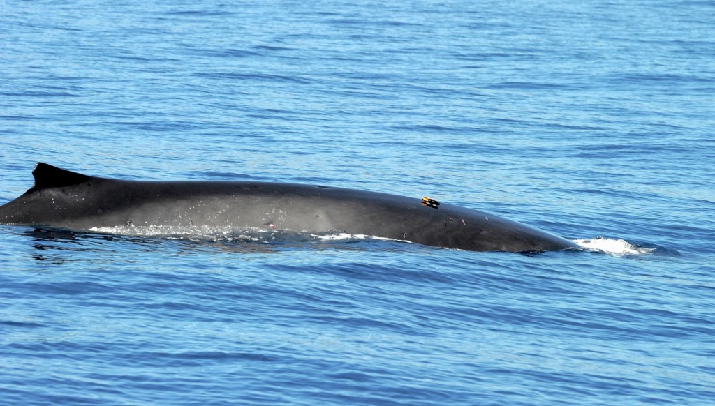Motion-sensing tag deployed on a fin whale off of Catalina Island, California. Photo credit Ari Friedlaender, collected under NMFS permit