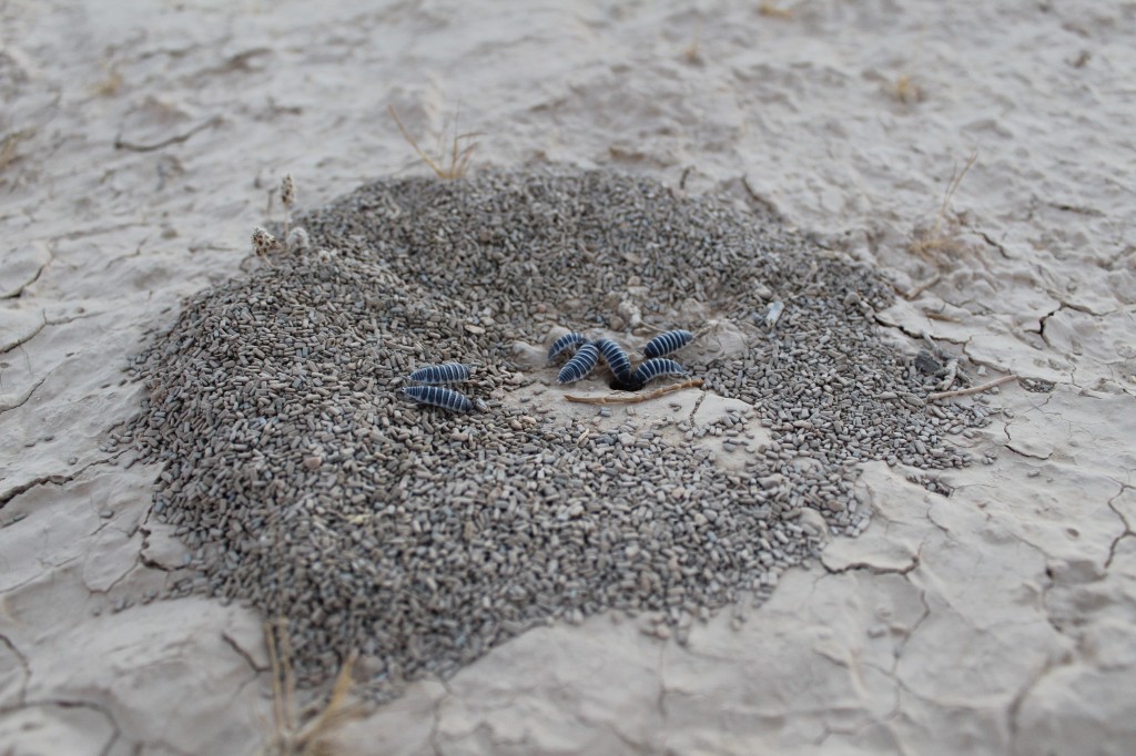 Isopod family – Isopod siblings returning to their burrow after foraging.