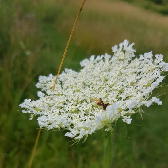 An ambush bug waits atop the head of Queen Anne’s Lace for potential prey. Its body colour closely resembles the white colour of its chosen flower habitat. Credit: Julia Boyle
