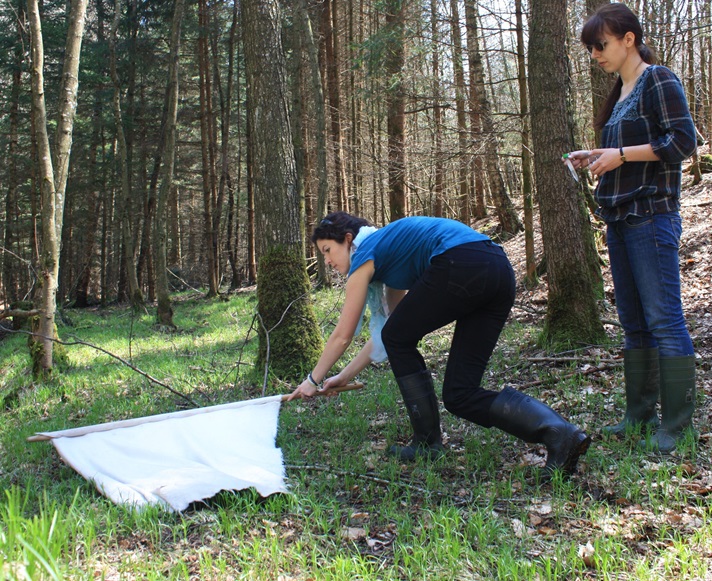 Collecting ticks from the vegetation using the flagging method (© University of Leipzig).