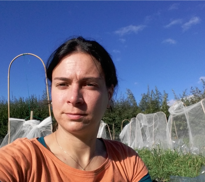 Sandra Varga setting up a field experiment to exclude pollinators in Lincoln, UK.