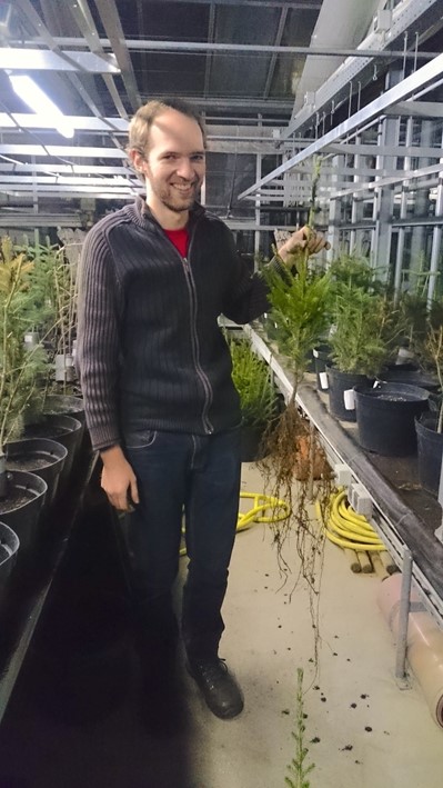 Setting trees into pots in the greenhouse was fun, especially when their root system was as long as the legs of the researcher.